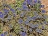 Moroccan Thistles - 11