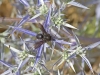 Moroccan Thistles - 10