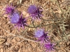 Moroccan Thistles - 14b