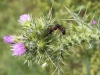 Moroccan Thistles - 9