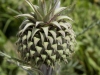 Moroccan Thistles - 7