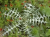 Moroccan Thistles - 8