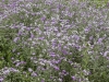 Moroccan Thistles - 6