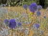 Moroccan Thistles - 12
