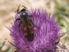 Moroccan Thistles - 5