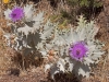 Moroccan Thistles - 4
