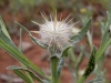 Moroccan Thistles - 3