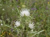 Moroccan Thistles - 2
