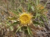 Moroccan Thistles - 1