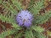 Moroccan Thistles - 13