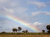 Rainbows - 4